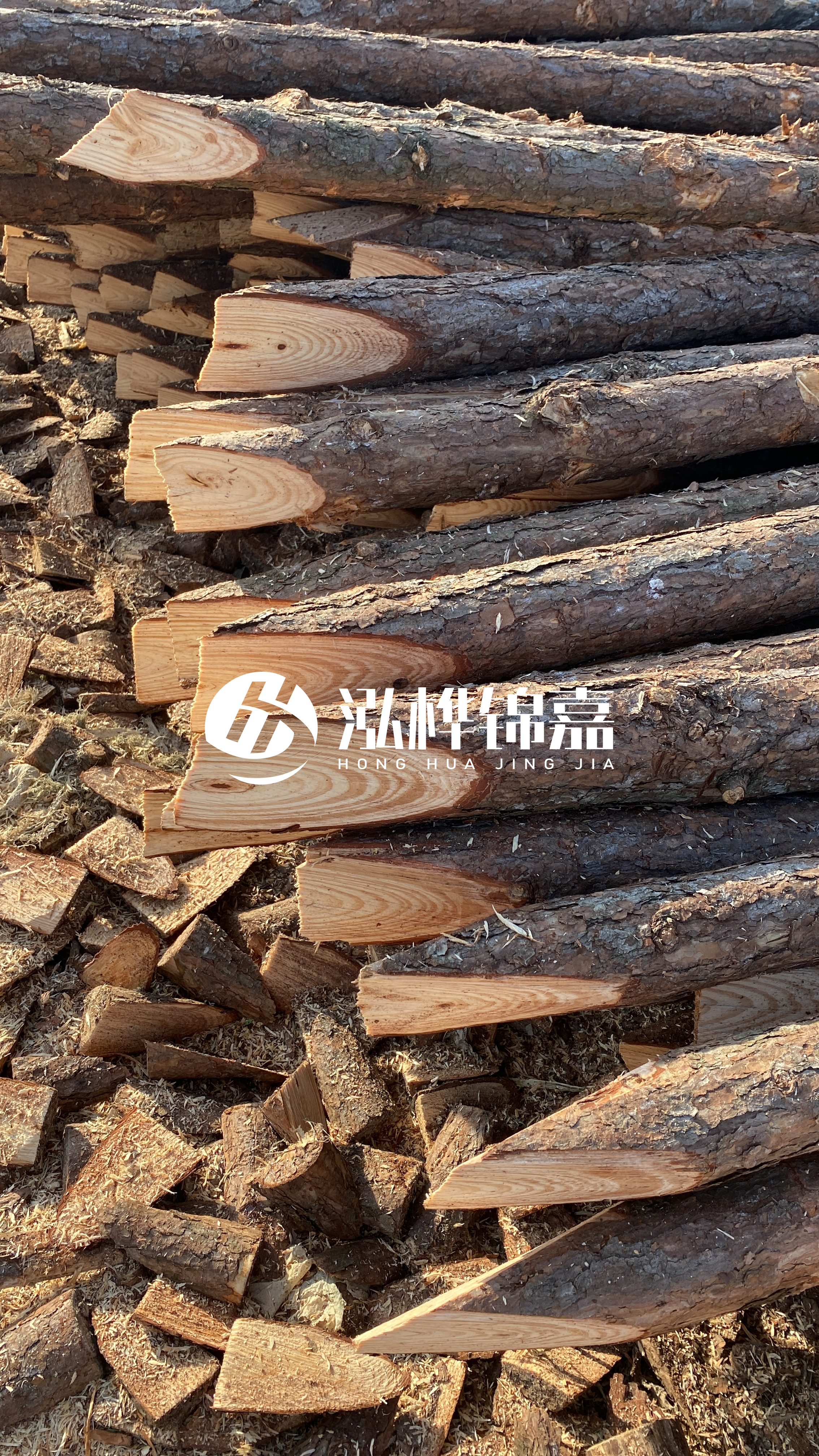 松木樁怎么分辨好壞？學(xué)會這幾招，輕松分辨松木樁好壞不踩雷！